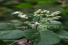 Clerodendrum viscosum